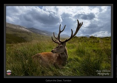 Callum the Deer, Torridon - August 04, 2021 - 01