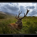 Callum the Deer, Torridon - August 04, 2021 - 01.jpg