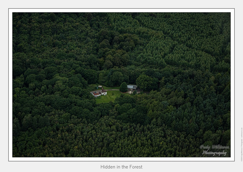 Hidden in the Forest - August 11, 2019 - 01