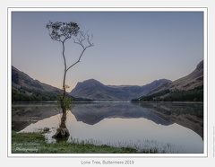 Lone Tree, Buttermere 2019 - May 12, 2019 - 01