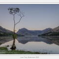 Lone Tree, Buttermere 2019 - May 12, 2019 - 01