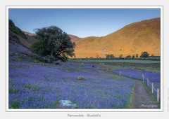 Rannerdale - Bluebell's  - May 12, 2019 - 02