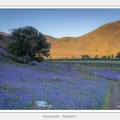 Rannerdale - Bluebell's  - May 12, 2019 - 02