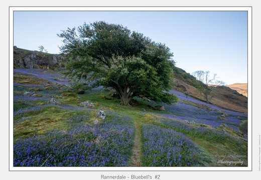 Rannerdale - Bluebell's  #2 - May 12, 2019 - 01