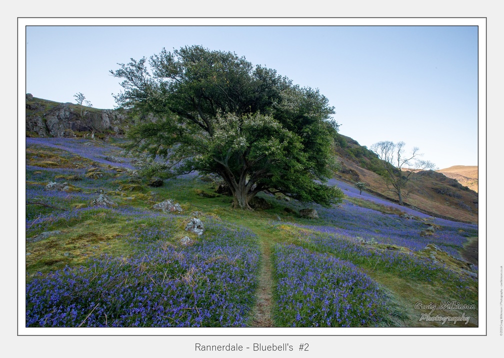 Rannerdale - Bluebell's  #2 - May 12, 2019 - 01