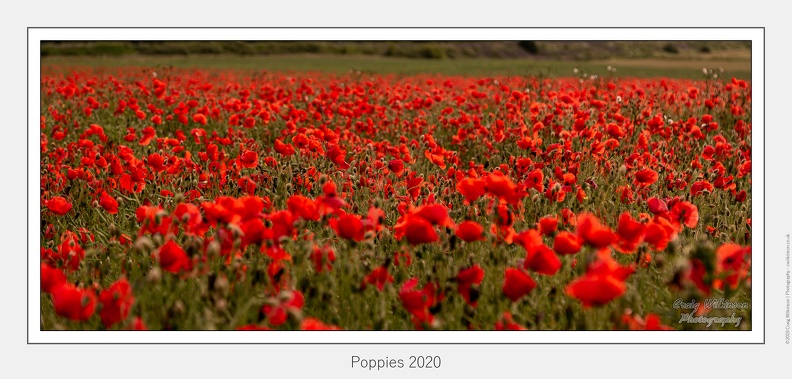 Poppies 2020 - June 19, 2020 - 01