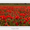 Poppies 2020 - June 19, 2020 - 01.jpg