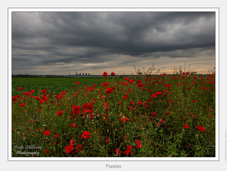 01-Poppies - (5760 x 3840)