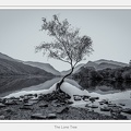 01-The Lone Tree - (5760 x 3840).jpg