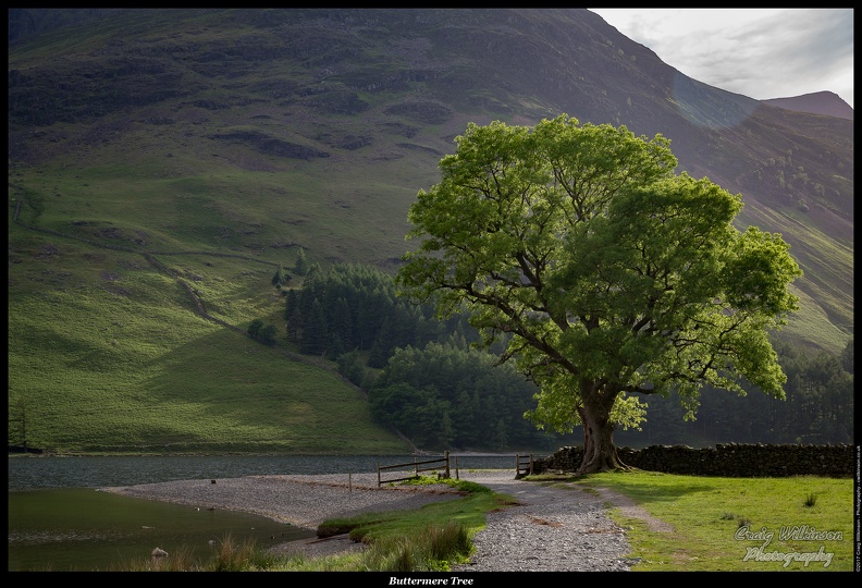 01-Buttermere Tree - (5760 x 3840)