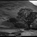 01-Buttermere Tree - (5760 x 3840)-2