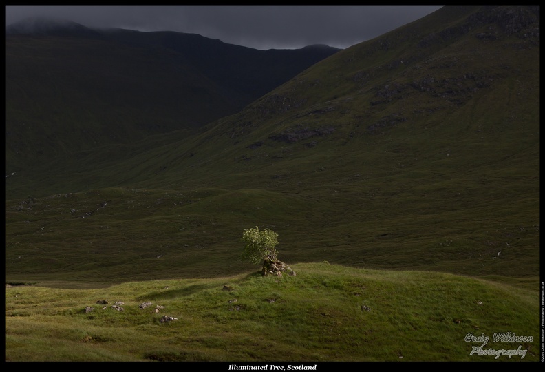01-Illuminated Tree, Scotland - (5760 x 3840)