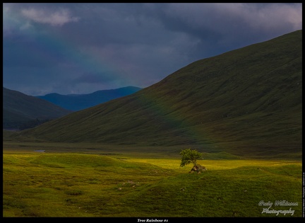 02-Tree Rainbow #1 - (5760 x 3840)