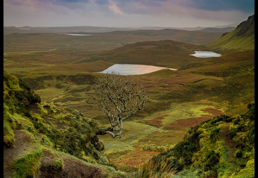 01-The Lone Tree at The Quiraing, Isle of Skye, Scotland - (3830 x 5450)