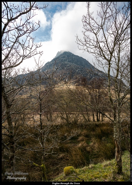 Tryfan through the Trees