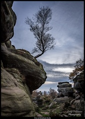 Tree at Brimham Rocks