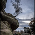 Tree at Brimham Rocks