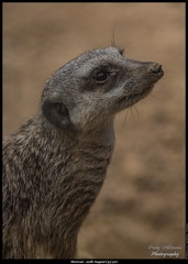 Meercat - 29th August (35/52)