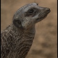 Meercat - 29th August (35/52)