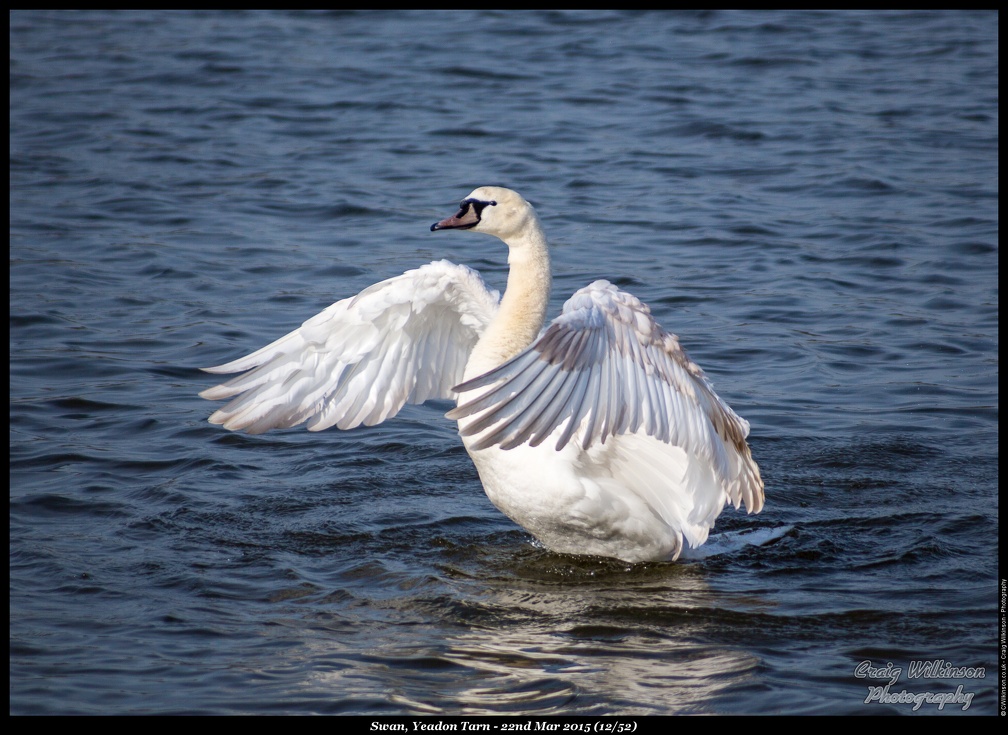 Swan, Yeadon Tarn - 22nd Mar 2015 (12/52)