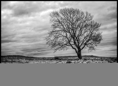 Lone Tree, Malham
