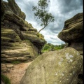 Brimham Rocks , The Birch Tree