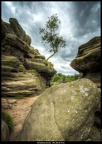 Brimham Rocks , The Birch Tree