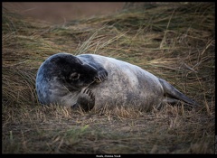 Seals, Donna Nook