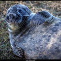 Seals, Donna Nook
