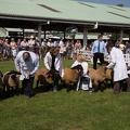 Great Yorkshire Show 2013-3413