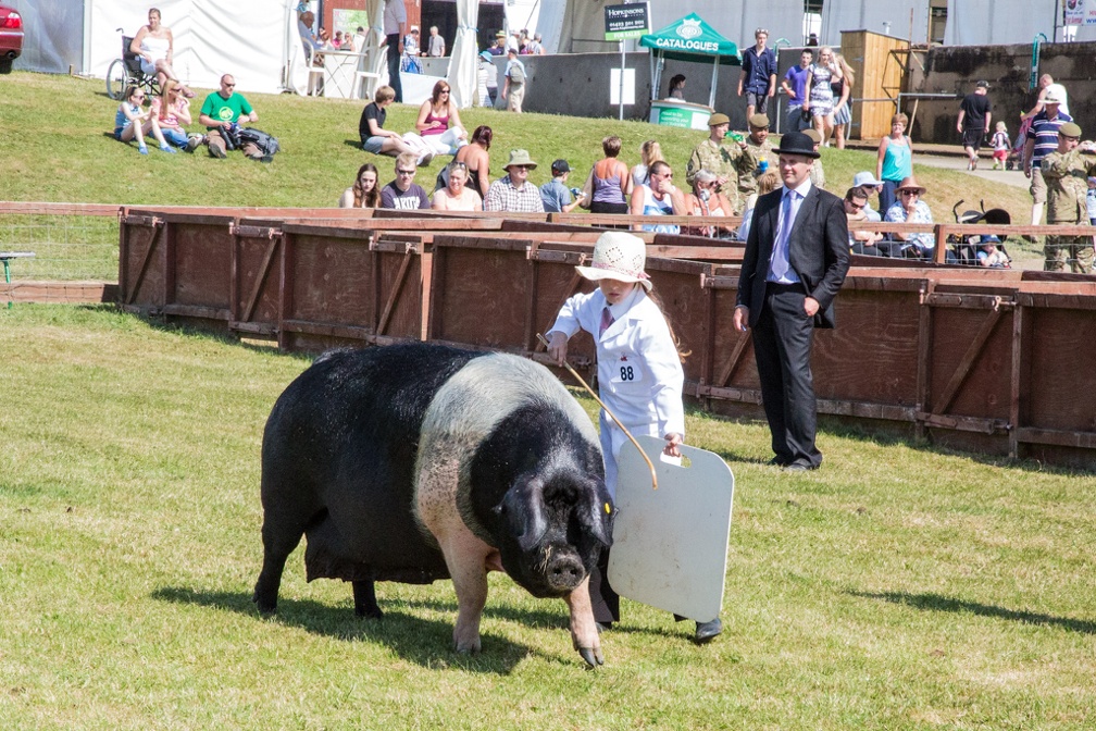 Great Yorkshire Show 2013-3432