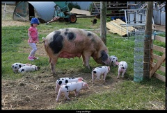 Lucy and Pigs
