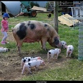 Lucy and Pigs