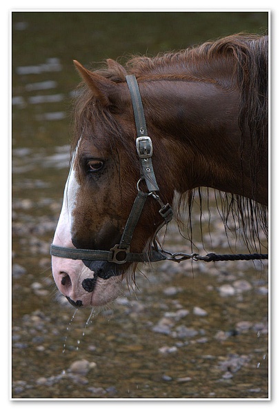 Appleby Horse Fair 2009(38)