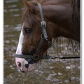Appleby Horse Fair 2009(38)