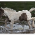 Appleby Horse Fair 2009(2)(1)(1)(1)(1(2)
