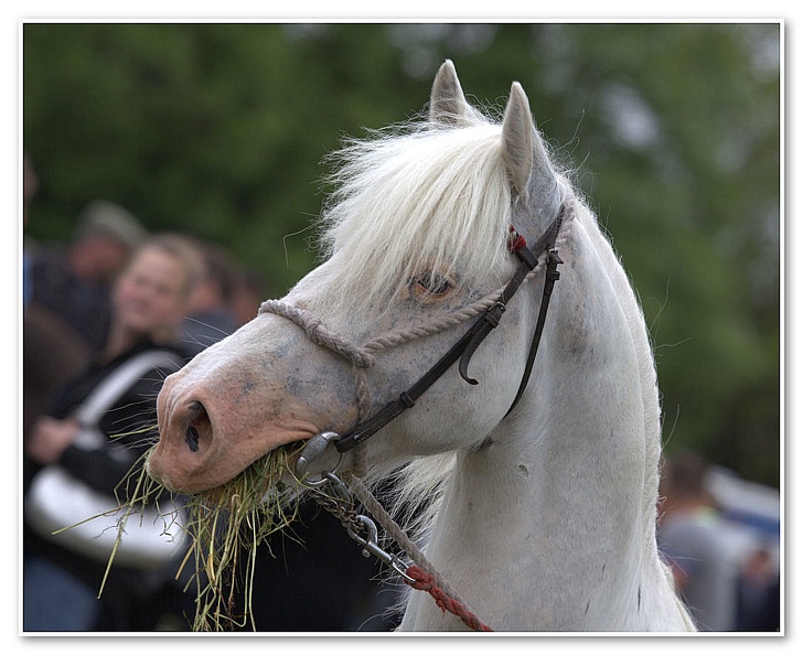Appleby Horse Fair 2009(31)