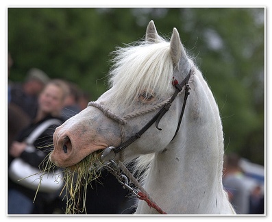 Appleby Horse Fair 2009(31)
