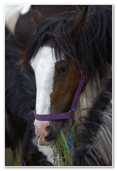 Appleby Horse Fair 2009(70)