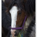 Appleby Horse Fair 2009(70)