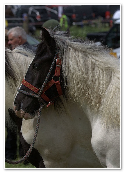 Appleby Horse Fair 2009(71)