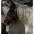 Appleby Horse Fair 2009(71)