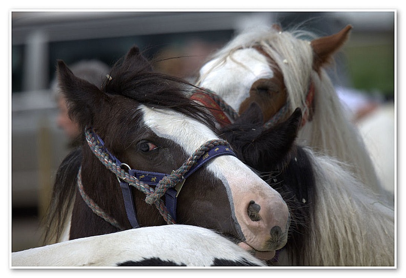 Appleby Horse Fair 2009(72)