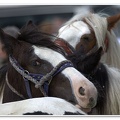 Appleby Horse Fair 2009(72)