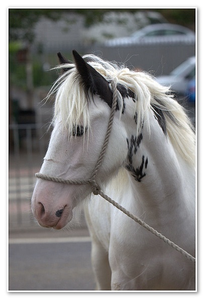 Appleby Horse Fair 2009(16)
