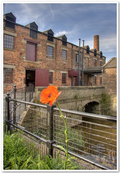 Lone Poppy, Thwaite Mill