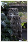 Owl, Lotherton Hall , Bird Garden
