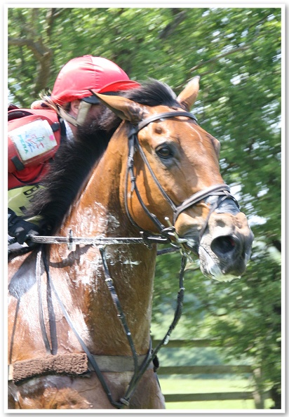 Bramham Horse Trials 2007(26)