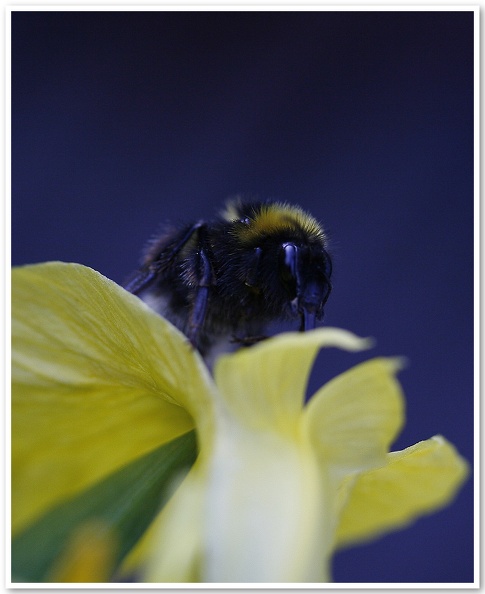 Bumble Bee(1)
