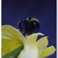 Bumble Bee(1)